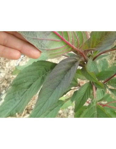 ΒΛΗΤΟ ΠΑΡΑΔΟΣΙΑΚΟ ΕΛΛΗΝΙΚΟ ΚΟΚΚΙΝΟ...