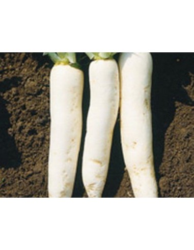 ΡΑΠΑΝΙ ΜΑΚΡΥ ΑΣΠΡΟ ΠΟΛΥ ΠΟΙΟΤΙΚΟ ΦΑΚ.2ΓΡ