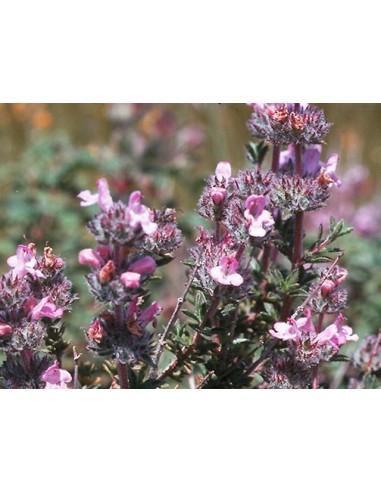 ΕΛΛΗΝΙΚΟΣ ΣΠΟΡΟΣ ΘΡΟΥΜΠΙ ΦΑΚ.0.5ΓΡ