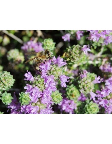 ΕΛΛΗΝΙΚΟΣ ΣΠΟΡΟΣ ΘΥΜΑΡΙ ΦΑΚ.0.5ΓΡ