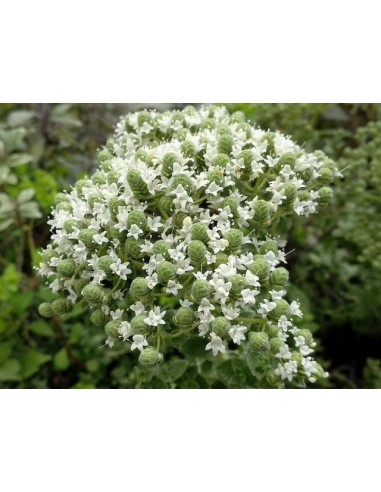 ΕΛΛΗΝΙΚΟΣ ΣΠΟΡΟΣ ΡΙΓΑΝΗ ΦΑΚ.0.5ΓΡ