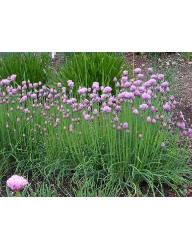 ΕΛΛΗΝΙΚΟΣ ΣΠΟΡΟΣ ΣΧΟΙΝΟΠΡΑΣΣΟ ΦΑΚ.0.5ΓΡ