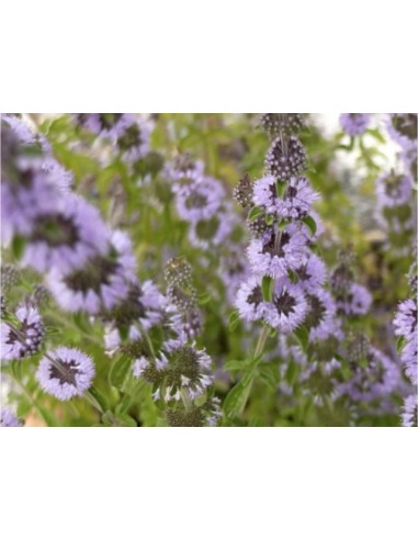 ΕΛΛΗΝΙΚΟΣ ΣΠΟΡΟΣ ΦΛΙΣΚΟΥΝΙ ΦΑΚ.0.5ΓΡ