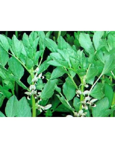 ΣΠΟΡΟΣ ΚΤΗΝΟΤΡΟΦΙΚΟ ΚΟΥΚΙ ΓΙΑ ΧΛΩΡΗ...