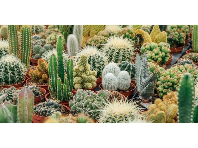 ΦΥΤΟΧΩΜΑ ΓΙΑ ΚΑΚΤΟΥΣ 5ΛΤ 2