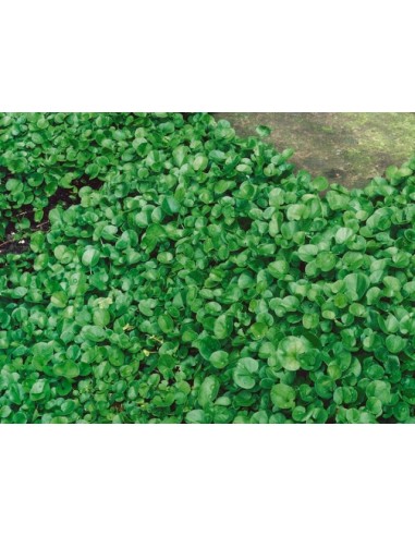 ΣΠΟΡΟΣ ΔΙΧΟΝΔΡΑ ΤΡΙΦΥΛΛΑΚΙ 200GR |...